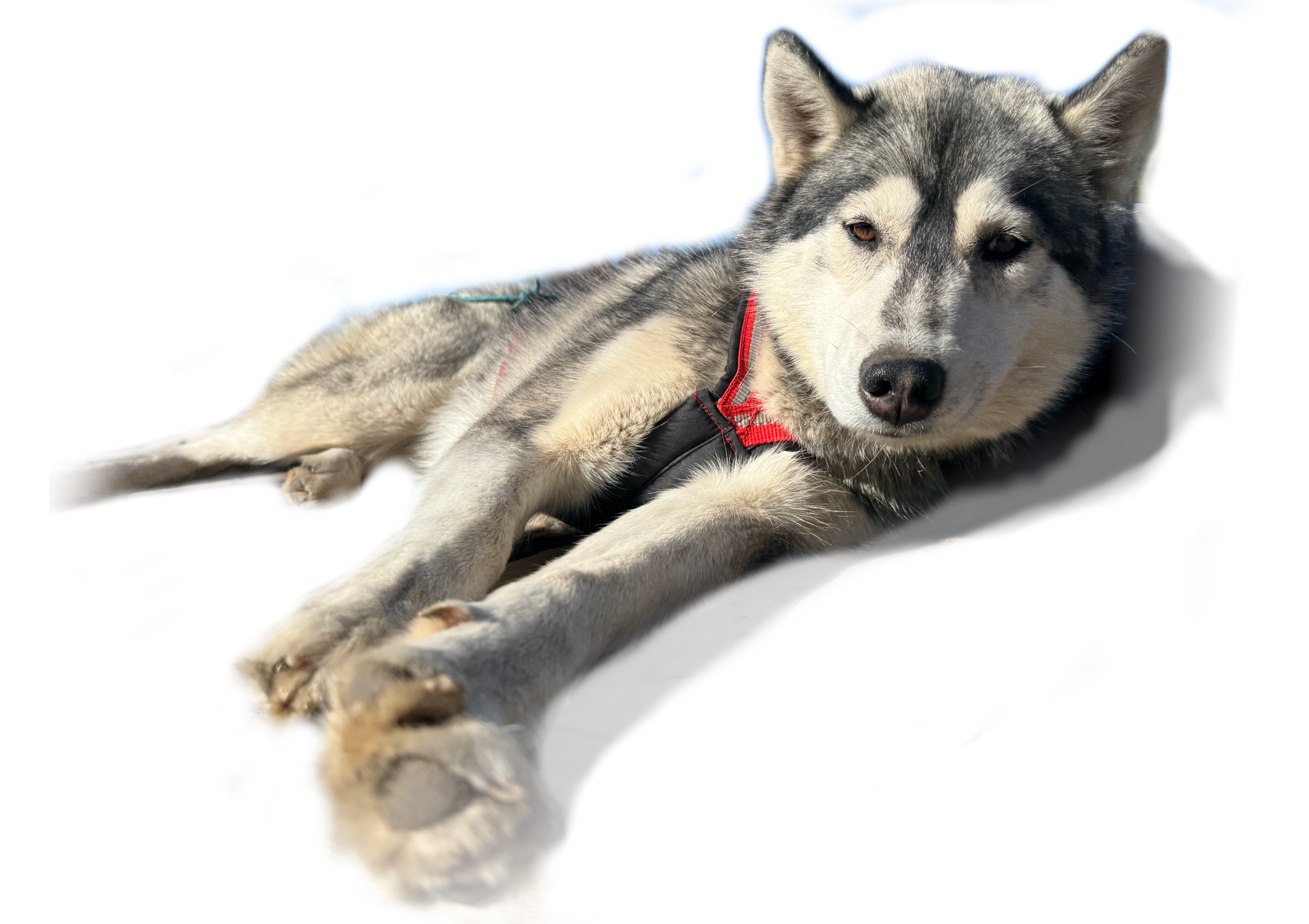 of-paryn-arctics-start-1.png